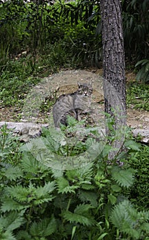 Stray cat at a park of Athens - Greece