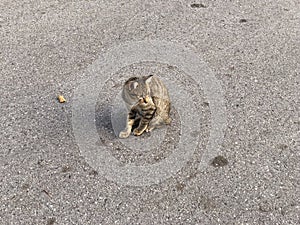 Stray cat in the park