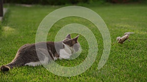 Stray cat playing in the garden grass