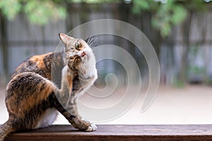 A stray cat is playing with his fur.