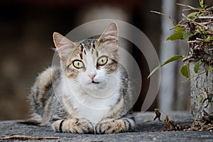 Stray cat portrait. Fixed sight