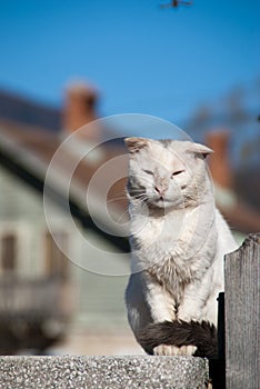 Stray cat posing