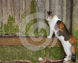 Stray cat posing on a rusty old industrial fence