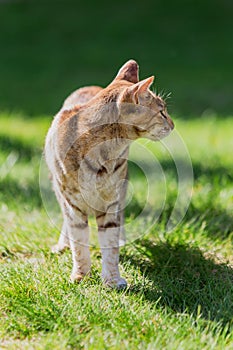 Stray cat reddish-beige color on the background of green grass. Stray animals.