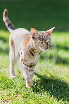 Stray cat reddish-beige color on the background of green grass. Stray animals.