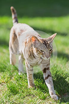 Stray cat reddish-beige color on the background of green grass. Stray animals.