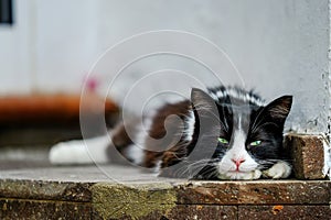 A stray cat relaxing by the riverside in an urban setting
