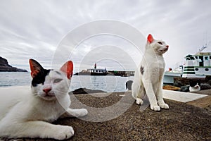 A stray cat relaxing by the riverside in an urban setting