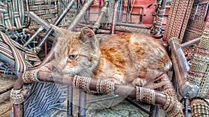 A stray cat resting on chairs.