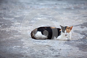 Stray cat resting on the street