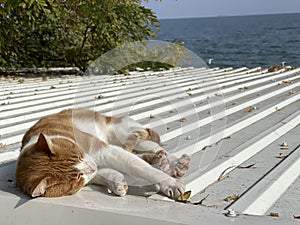 Stray cat resting on tin roof near the sea