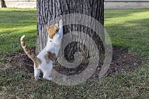 A stray cat sharpens its claws to a tree in park. photo