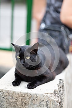 Stray cat of Singapore housing area