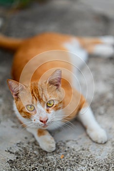 Stray cat of Singapore housing area