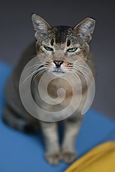 Stray cat of Singapore housing area