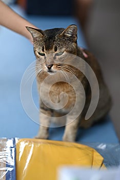 Stray cat of Singapore housing area