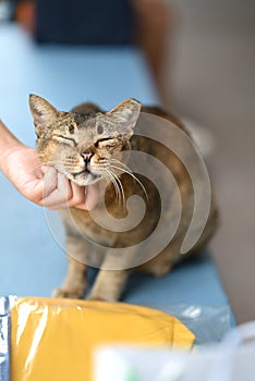 Stray cat of Singapore housing area