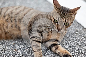 Stray cat of Singapore housing area