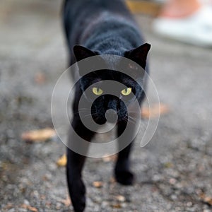 Stray cat of Singapore housing area