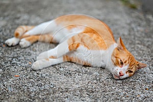 Stray cat of Singapore housing area