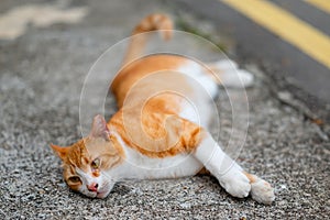 Stray cat of Singapore housing area