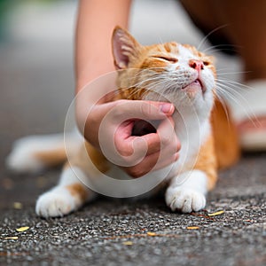 Stray cat of Singapore housing area