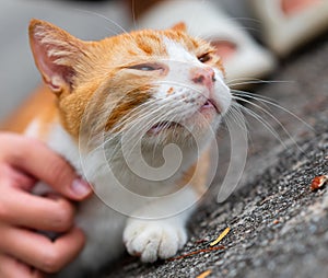 Stray cat of Singapore housing area