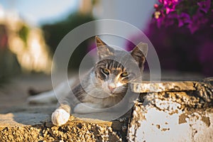 a stray cat siting on stairs outdoors and looking at the camera