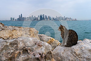 A stray cat sits on the stones of the waterfront in Doha Corniche, Qatar