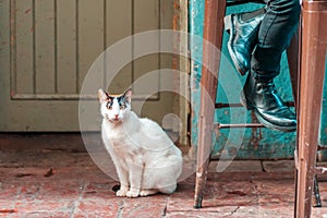 A stray cat sits under the door of the shelter, next to a chair on which a person is sitting. Concept of pet care and protection