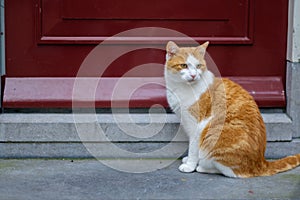 Stray cat sitting in front of red door