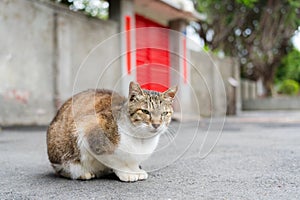 Stray cat sitting on ground