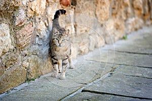 Stray cat sitting by near wall