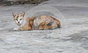 The stray cat sitting on the road surface.