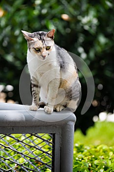Stray cat sitting sitting still on a metal railing
