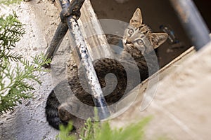 A stray cat is sitting on the windowsill behind bars.