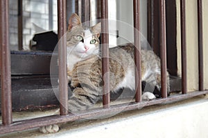 Stray cat Sitting on the Windowsill Behind the Grates Bars