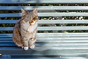 A stray cat is sitting on a wooden bench