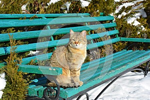 Stray cat sitting on wooden bench. Homeless lost cat in cold winter