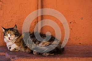Stray cat sleep beside red wall in Morocco