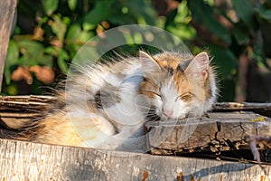 A stray cat sleeping on an old discarded furniture