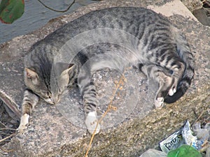 Cat relaxing on a stone fez, morocco photo