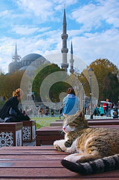 Stray cat sleeping on a table in Istanbul, Turkey. The Blue Mosque of Sultanahmet can be seen in the background photo