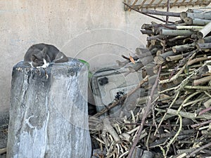 Stray Cat Sleeping on Woodpile