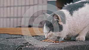 Stray Cat Snacking on Pavement