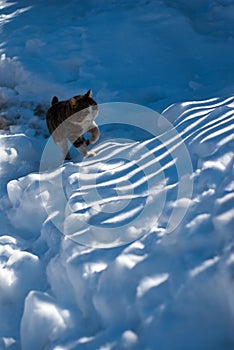 Stray cat in the snow