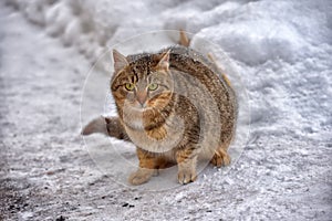 Stray cat in the snow in winter