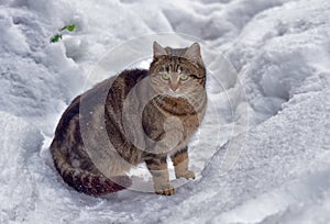 Stray cat in the snow in winter