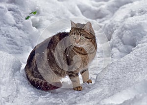 Stray cat in the snow in winter