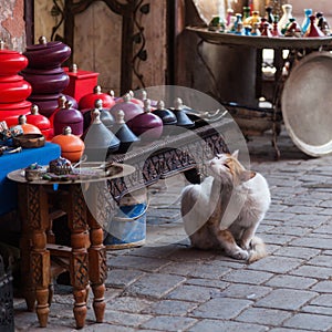 Stray cat in the souks of Marrakesh photo